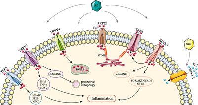 Ion Channel Dysfunction in Astrocytes in Neurodegenerative Diseases